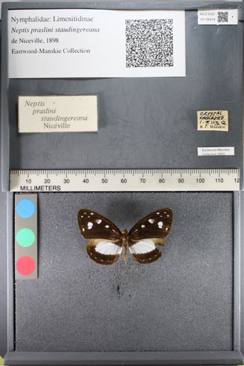 Media type: image;   Entomology 138474